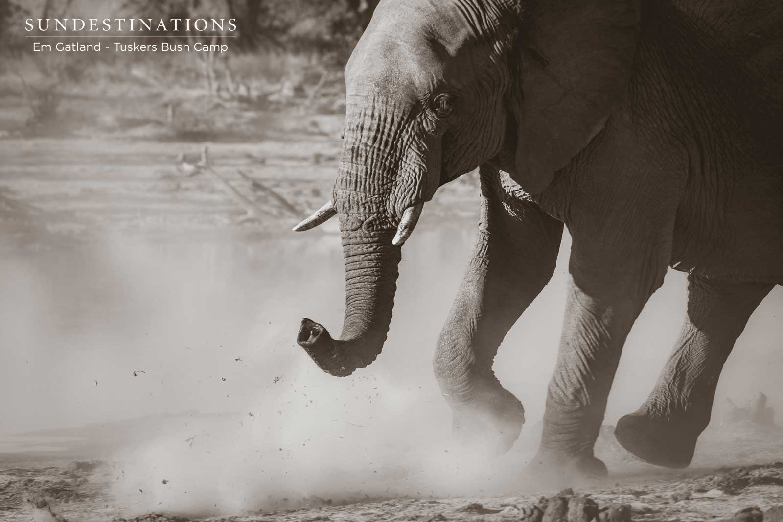 Tuskers Elephants Kick Up Dust