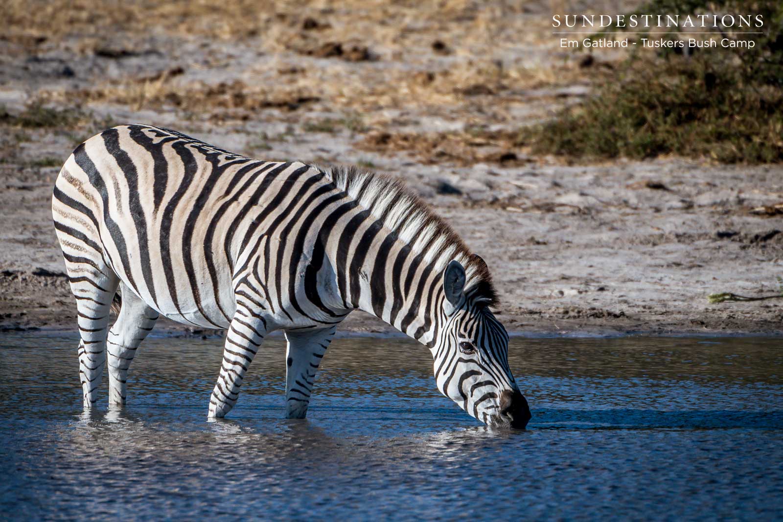 Zebras at Tuskers Bush Camp