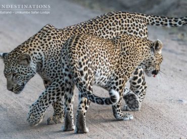 Leopards are aloof, scarce, graceful and independent. They lead a solitary lifestyle, and they’re rarely seen keeping company with other leopards. When we see 2 or more leopards hanging out together, it’s either a mother with her youngsters, or a mating pair. Seeing a leopard in the wild is always a heart stopping moment and […]