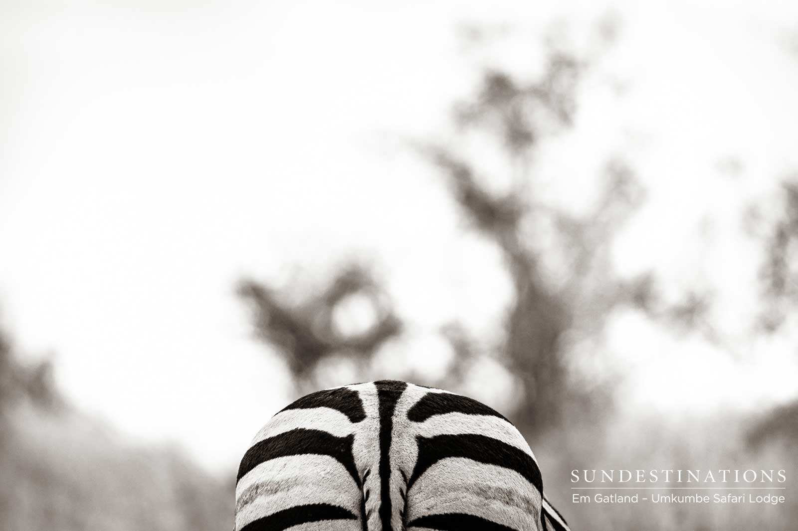 Umkumbe Safari Lodge Zebra