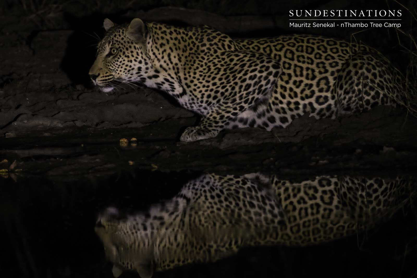 Unknown Male Leopard nThambo