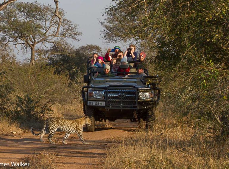 Week in Pictures : Leopards in the Spotlight