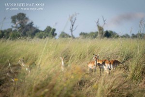 Lechwe Xobega Island Camp