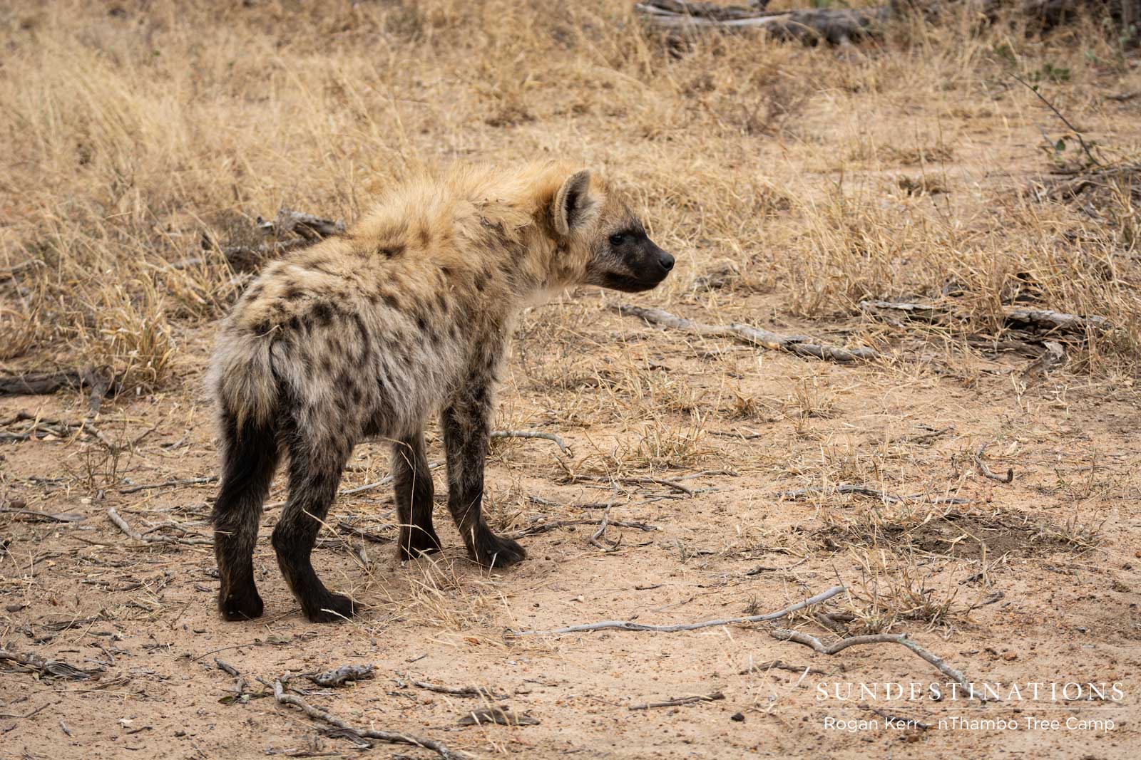 Hyena Cub at nThambo