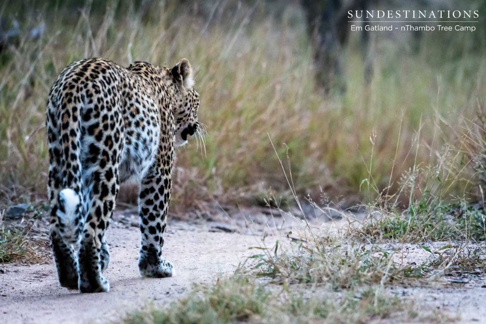 Leopard nThambo Tree Camp