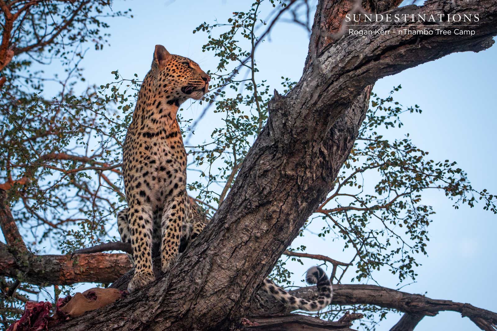 nThambo Tree Camp Leopard in Tree