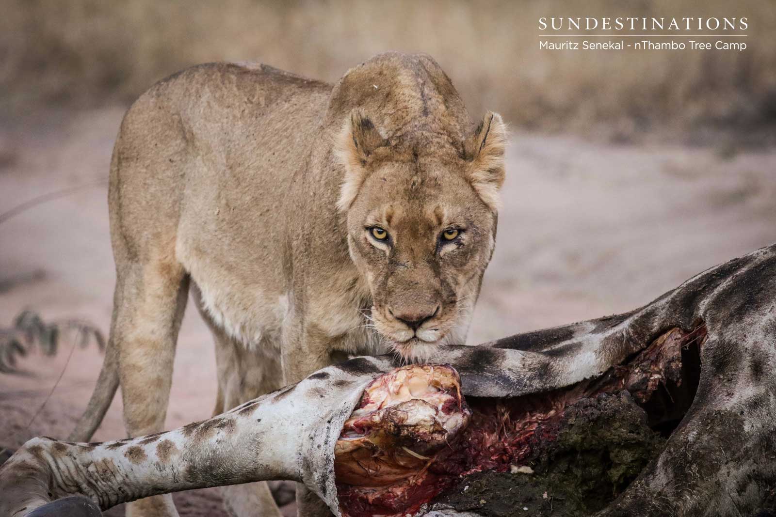 Unknown Lions Feast on Giraffe Kill
