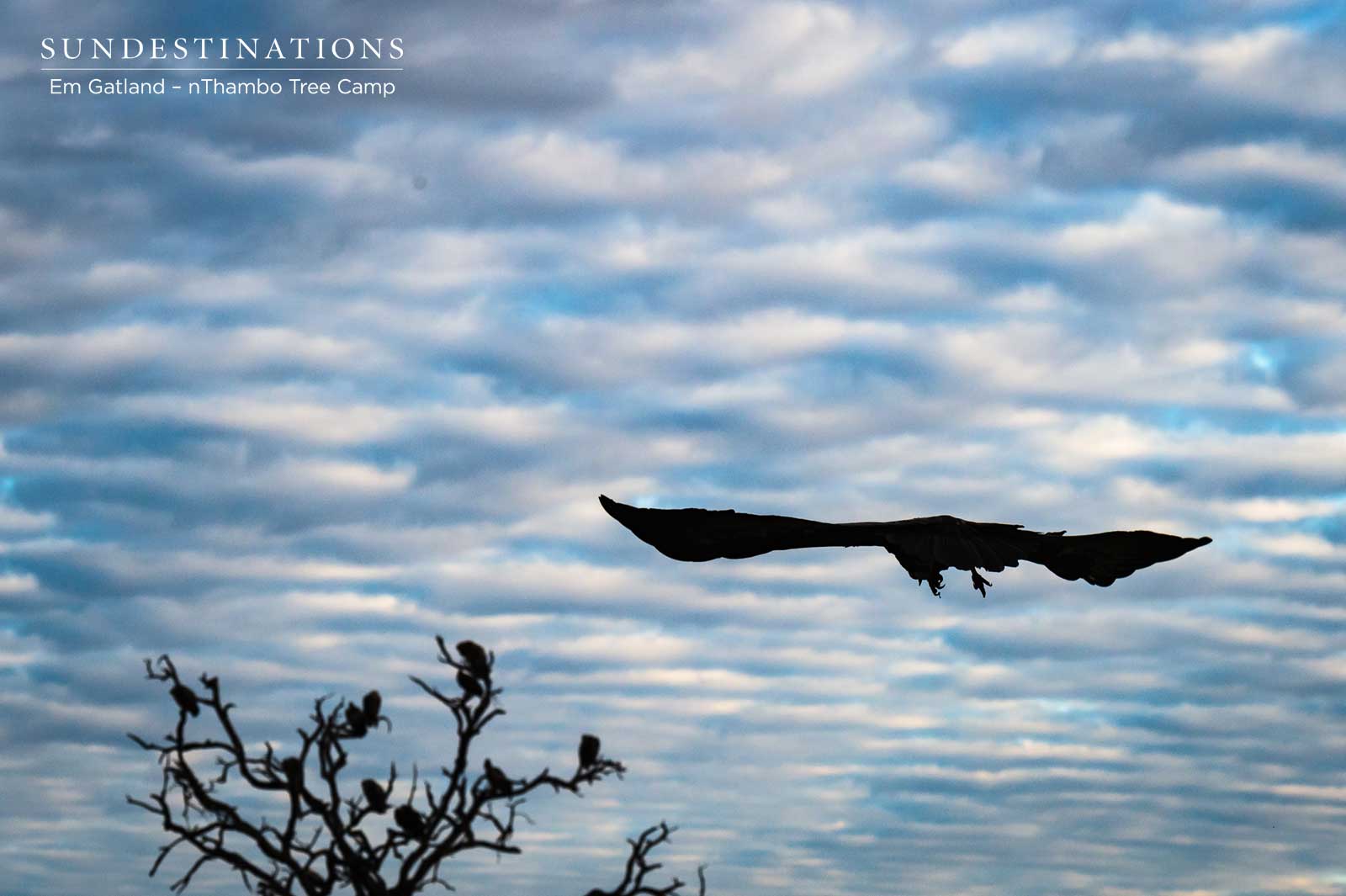 Vultures at nThambo Tree Camp