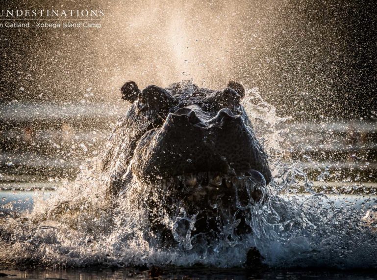 Listen to the Wild Beats of the Okavango Delta