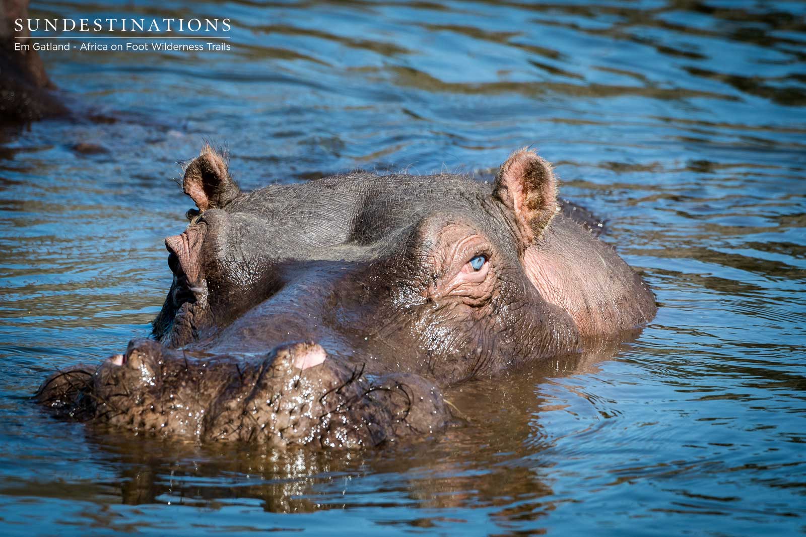 Hippo on Wilderness Trails