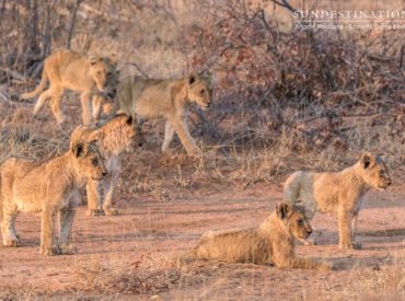 Lion cubs are fragile, bumbling cats with a high mortality rate in the wild. They’re born completely helpless and require protection and guidance from their mother until they’re old enough to leave their den site, which generally happens at 3 months old. This is when they’re ready to be introduced to their powerful birth pride. […]