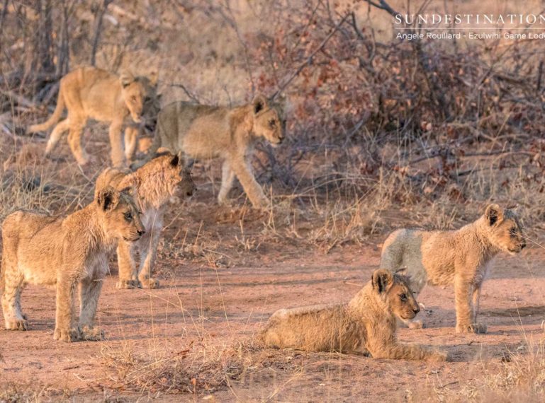 10 Lion Cubs Spotted While on Game Drive with Ezulwini