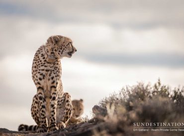 The coalition of cheetah recently relocated into Roam Private Game Reserve’s traverse, appear to be thriving in their new environment. The cheetah were relocated to the arid Great Karoo region as part of a conservation project that ultimately seeks to increase the population numbers of cheetah in the wild, and the Karoo forms part of the […]