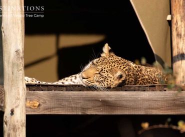 When it comes to siesta time, leopards tend to seek out elevated areas providing sweeping views of the surrounding wilderness. This height advantage means they are in the ideal position to eagerly scan the ‘veld for potential prey; and it keeps them out of harm’s way.  A leopard generally relaxes at the top of a termite mound, […]