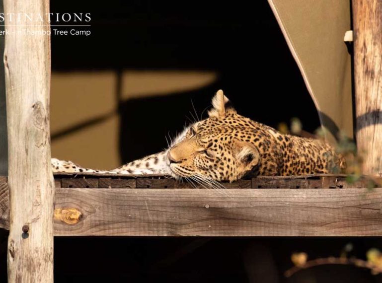 Klaserie Leopard Relaxes on the Wooden Deck of Buffel Dam Treehouse