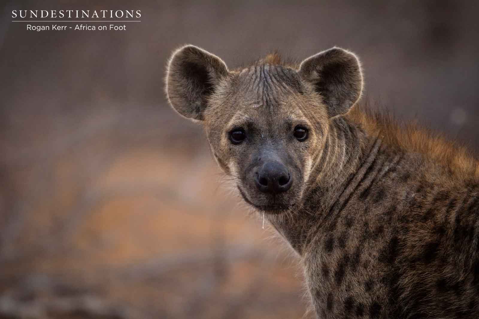 Hyena Africa on Foot