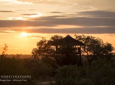 There’s a beautiful ebb and flow of sightings in the bushveld. Sometimes it’s a week of plains game sightings peppered with predator sightings, and other weeks its predators barging into the limelight and plains game taking a back sight. A few things are always consistent in the ‘veld, and that includes mind-blowing sunsets, spectacular safari […]
