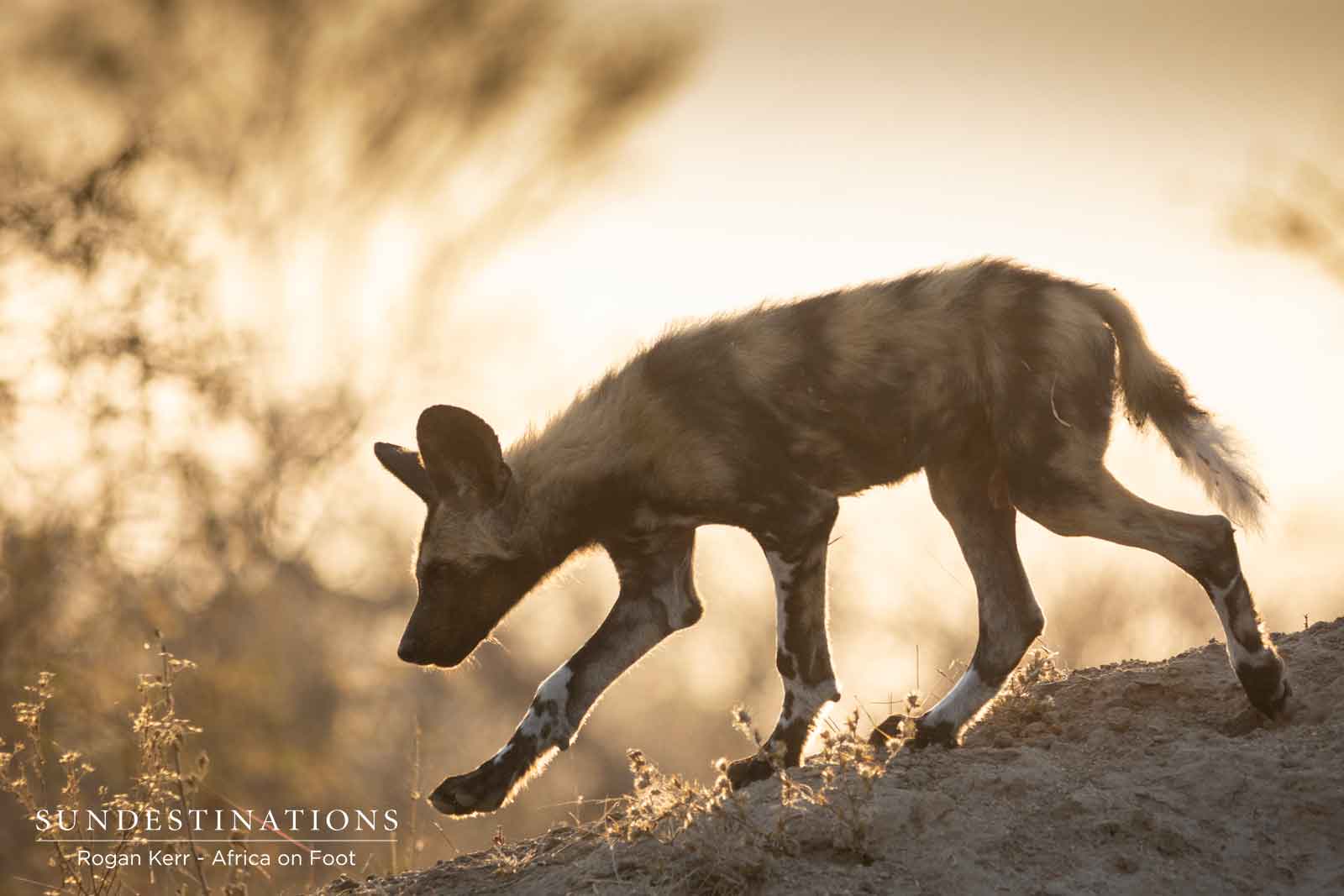 Africa on Foot Wild Dog Pups