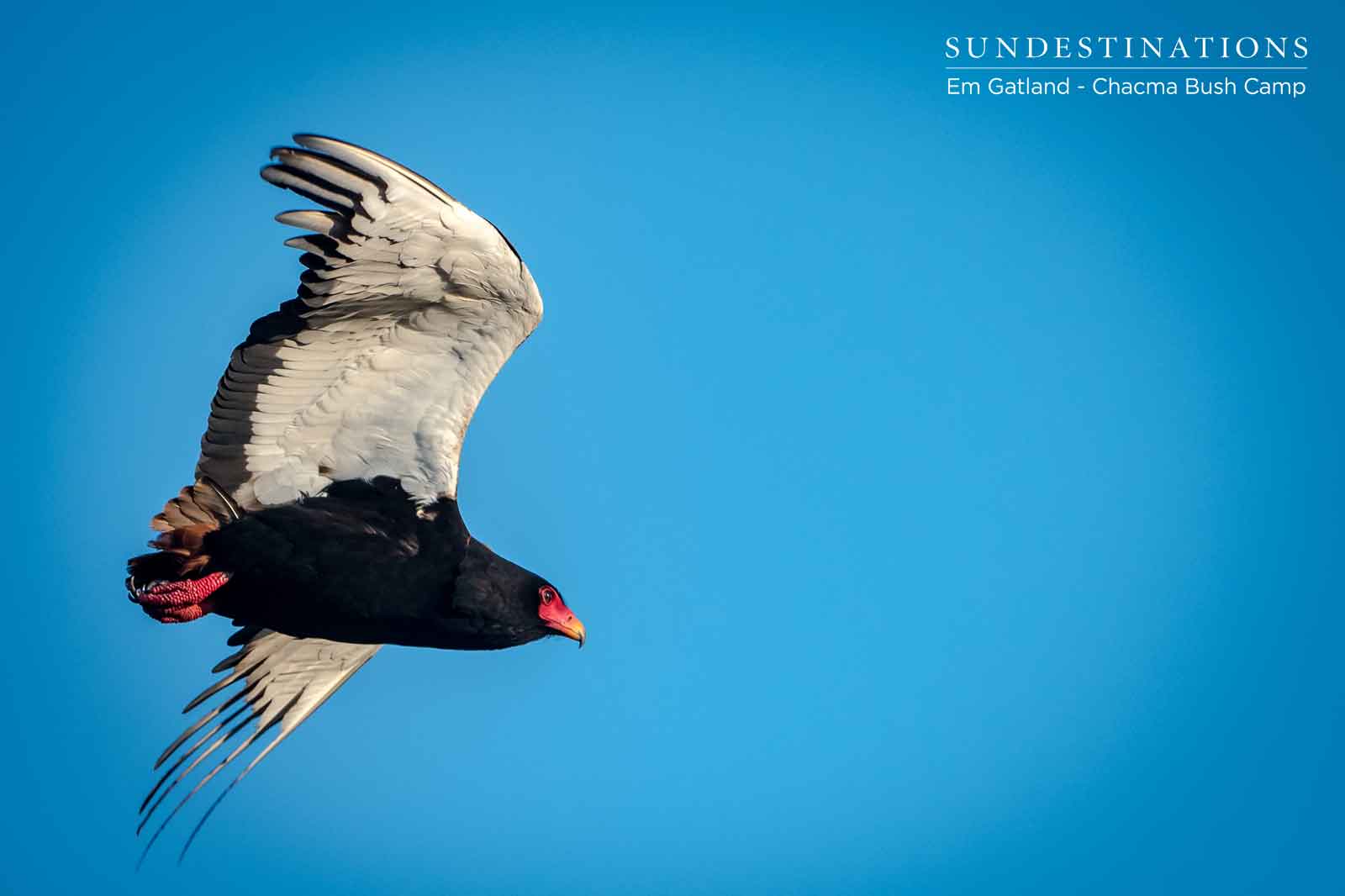 Bateleur Eagle in flight