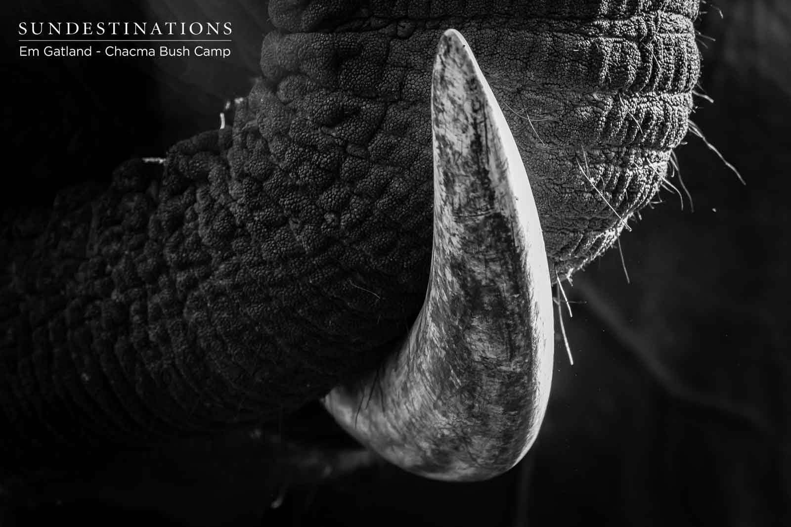 Chacma Elephants in Maseke