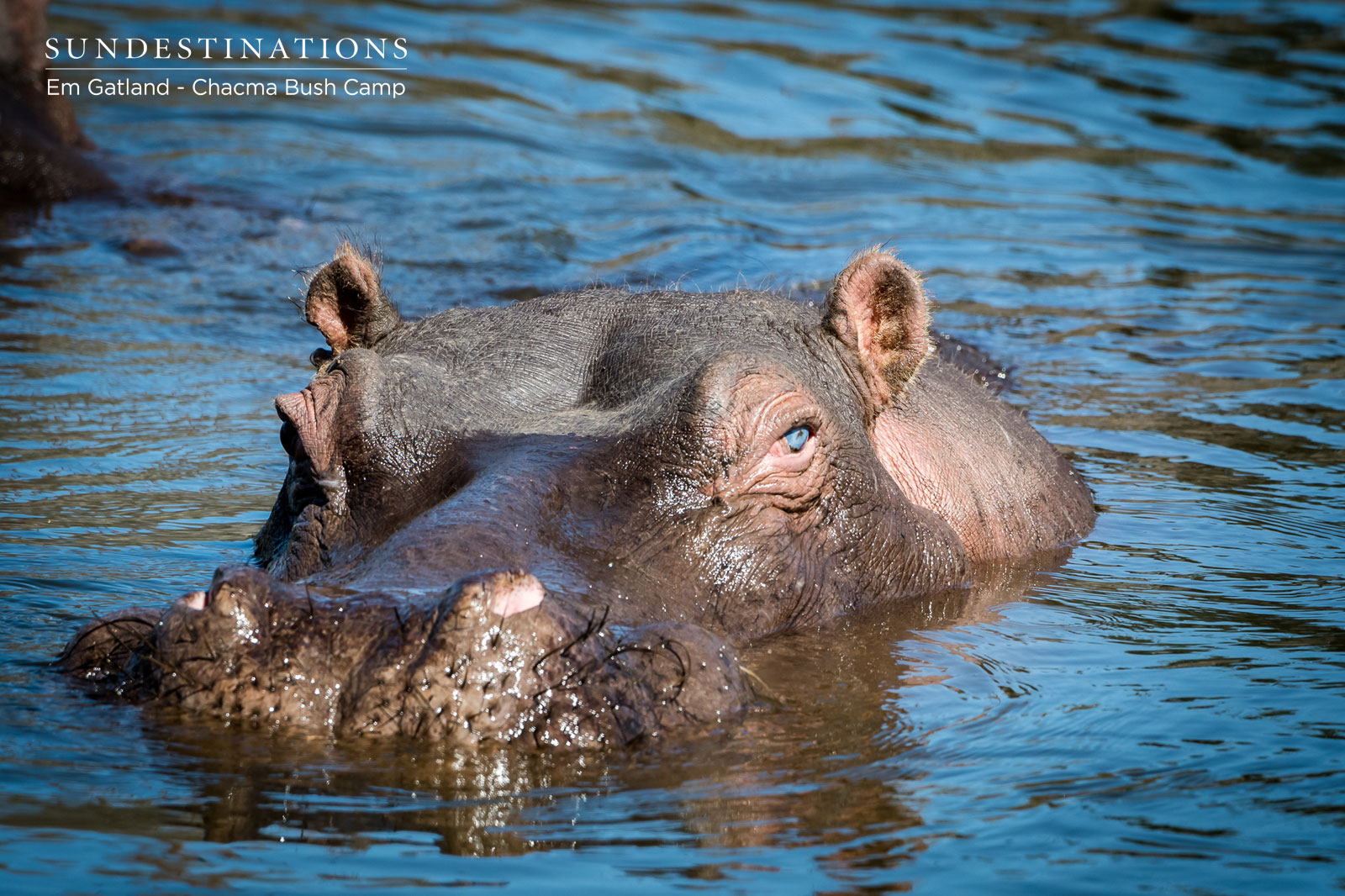 Hippo at Chacma Bush Camp