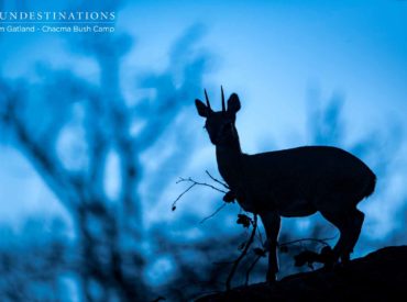 We’re a day late with our Week in Pictures blog post, but we thought we’d keep you in suspense. We trust our latest gallery of wildlife images fresh from the bushveld will make up for the arduous wait. It’s abundantly clear that the bushveld is experiencing a marked change in weather patterns affecting the landscape, which […]