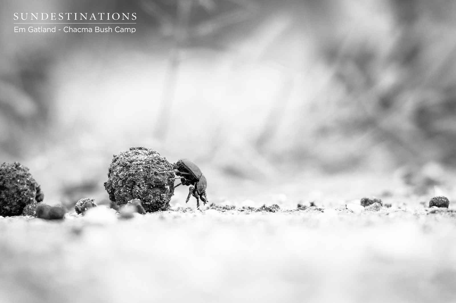 Dung Beetle at Chacma