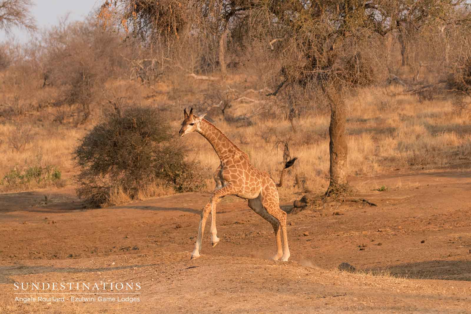 Giraffe Calf at Ezulwini