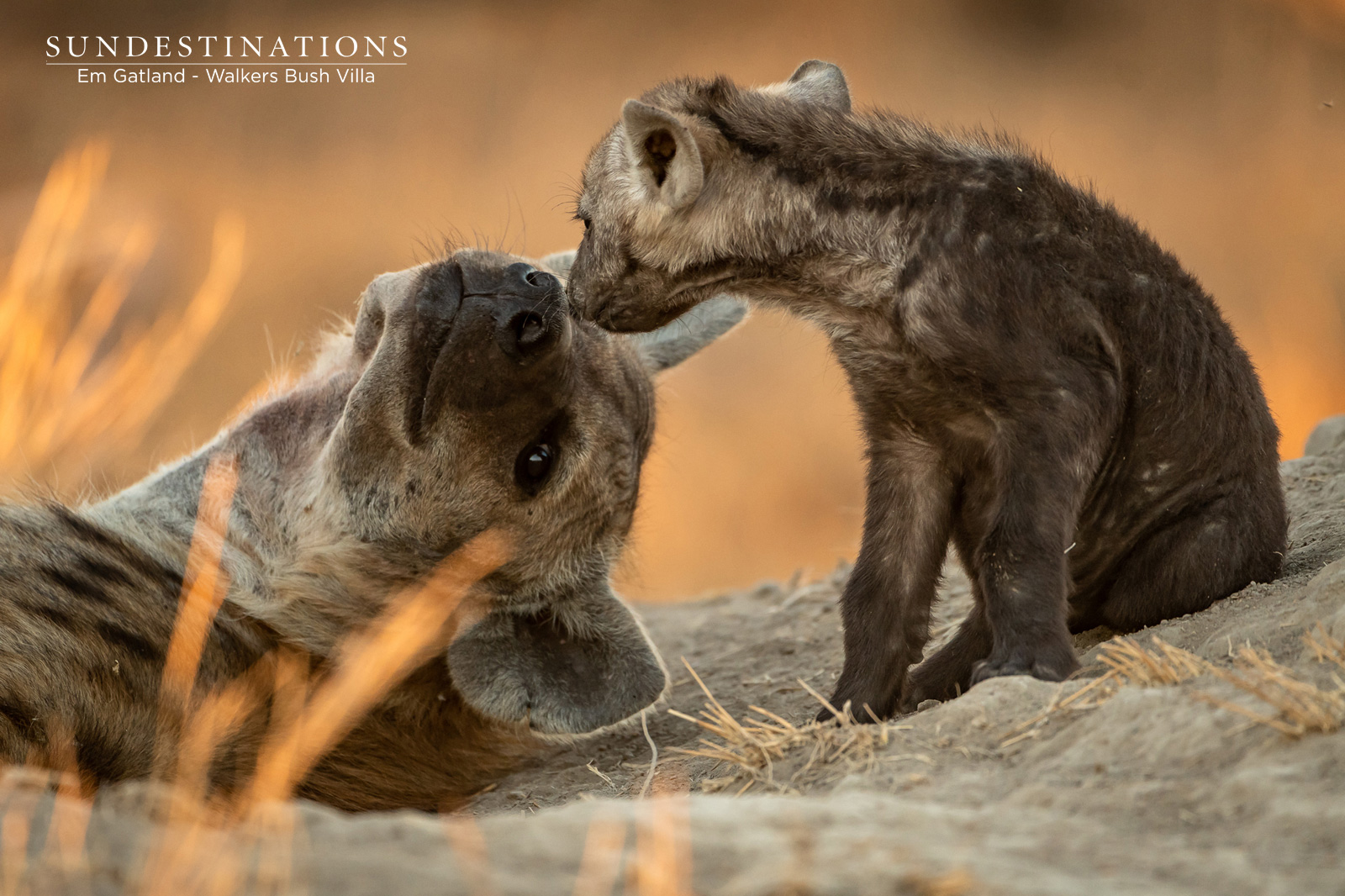 Hyena Cubs with Mother 