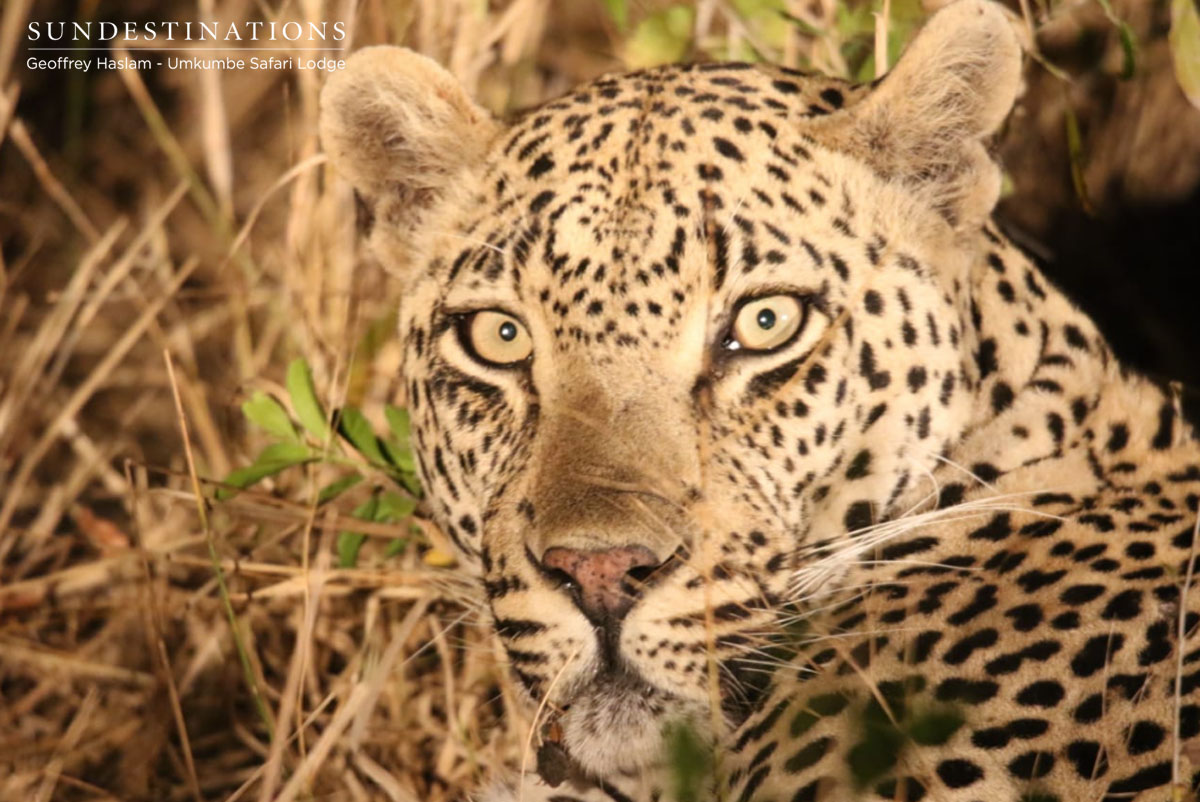Leopard at Umkumbe Safari Lodge