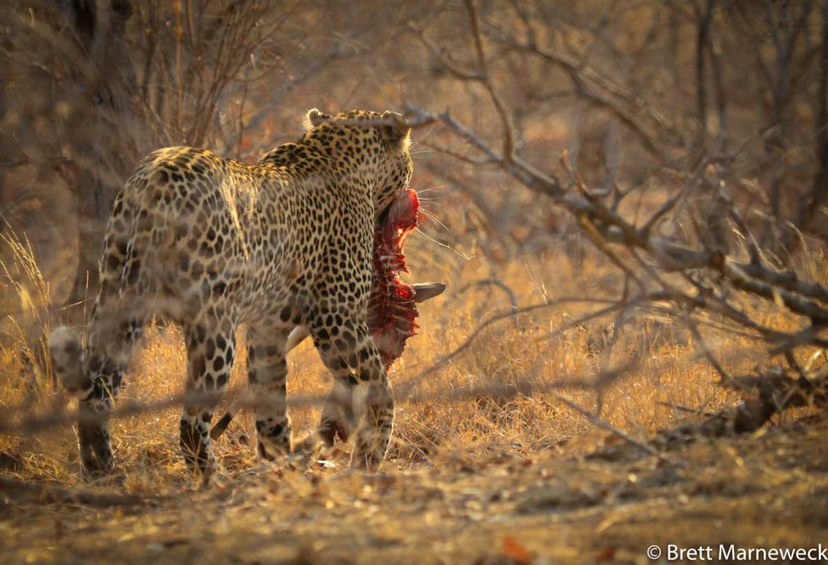 Nsala Safari Camp Leopard