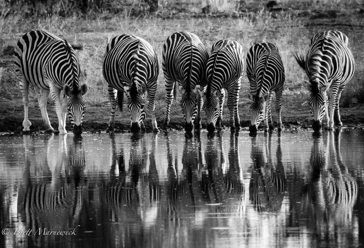 Zebra Drinking at Waterhole