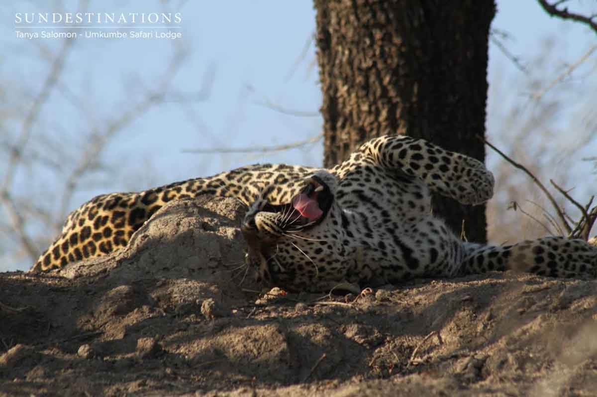 Tatowa Umkumbe Leopard