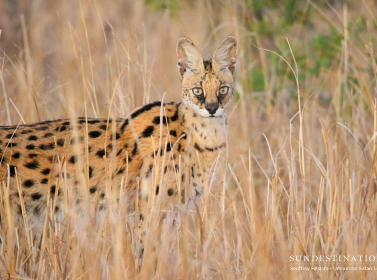 The Week in Pictures : Family Felidae Steal the Show