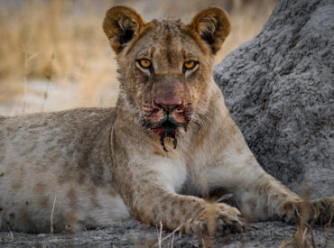 Our savage  predators have been incredibly active in the Greater Kruger, and certainly haven’t bothered keeping their ruthless take downs out of the limelight. This week is almost a repeat of last week’s update, with the predators refusing to leave the stage. We’re talking abundant leopard and lion sights spanning the Kruger savannah and the unruly […]
