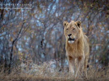 A warm welcome to this week’s edition of the “Week in Pictures”, an opportunity to share recent images from our passionate guides and photographers. The wildlife sightings in the Lowveld is full of swings and roundabouts, heartache, happiness and excitement. There’s a certain parallel between the ebb and flow of sightings and the ups and […]