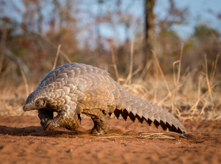 Collection of Photos of Pangolin Sightings in the Greater Kruger