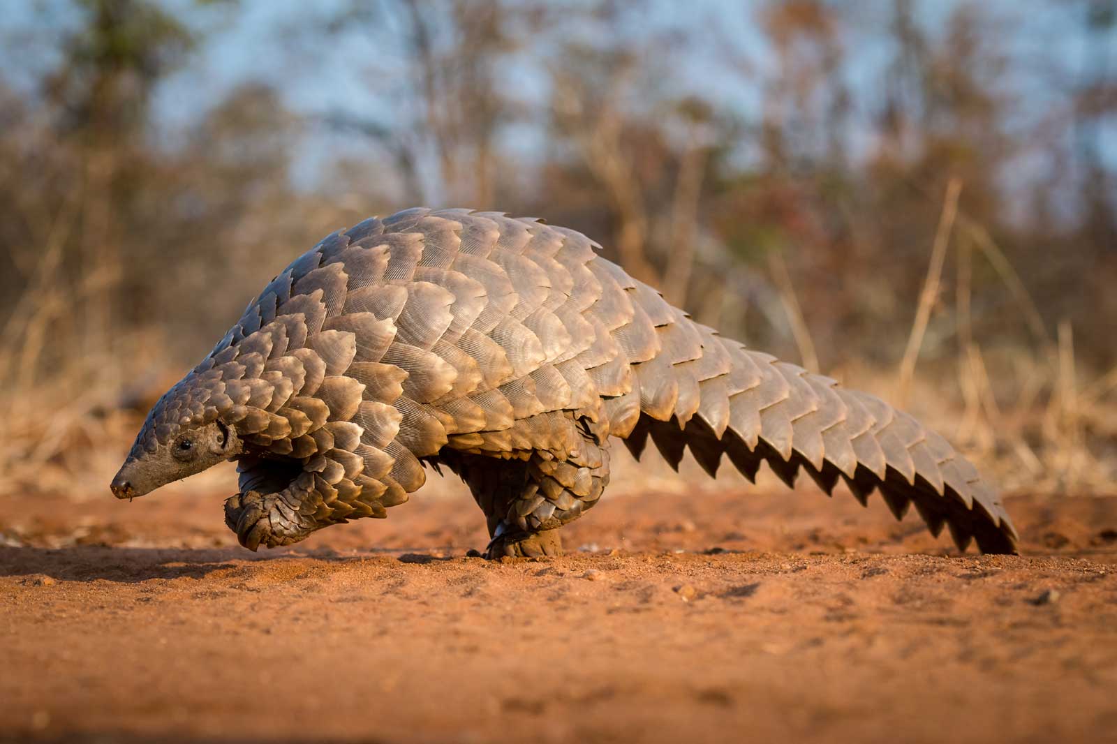 Collection of Photos of Pangolin Sightings in the Greater Kruger1600 x 1066