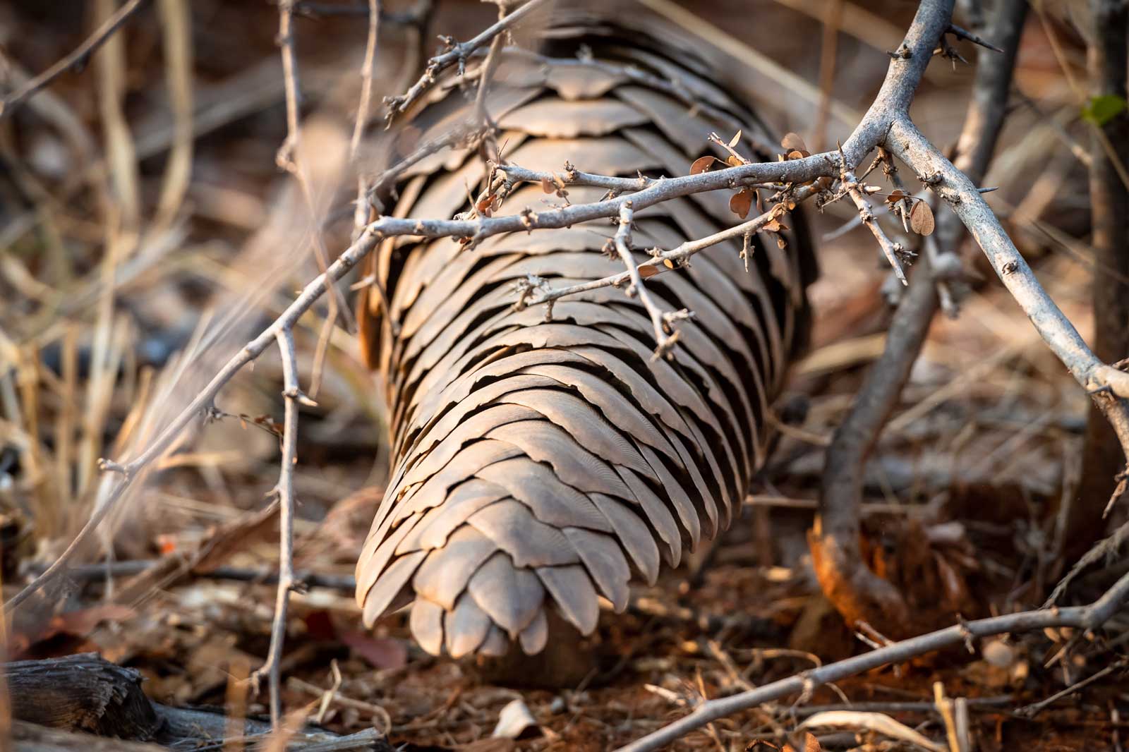 Collection of Photos of Pangolin Sightings in the Greater ...