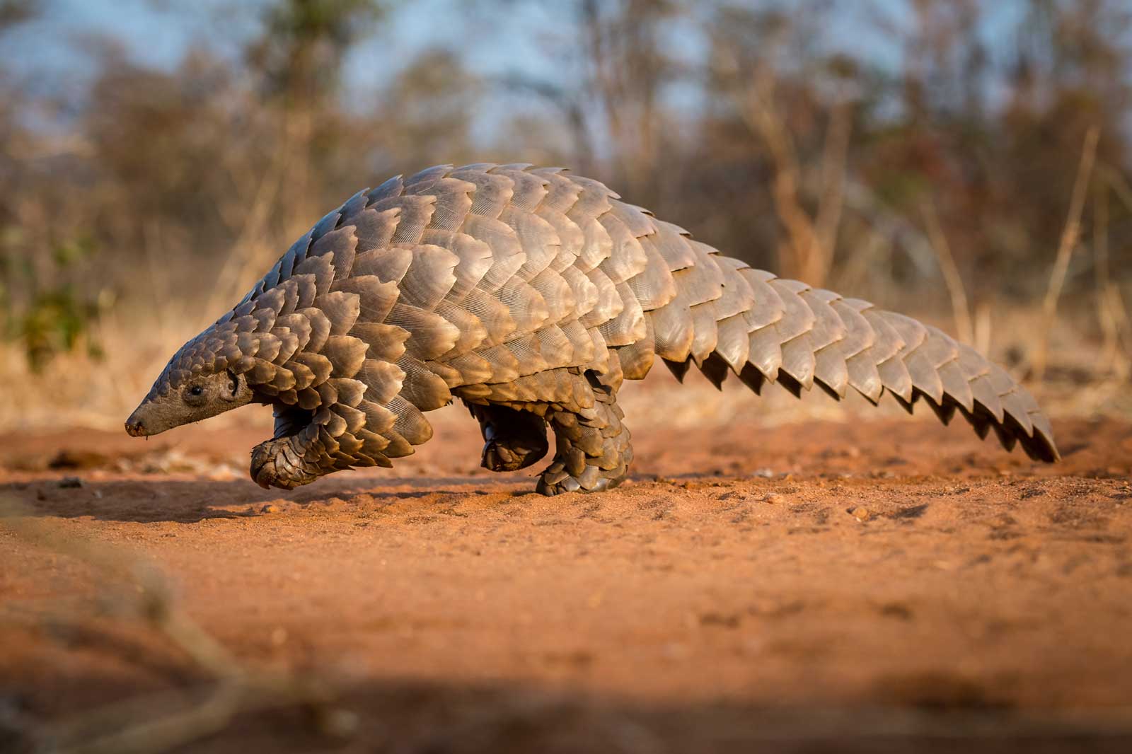 Collection of Photos of Pangolin Sightings in the Greater Kruger