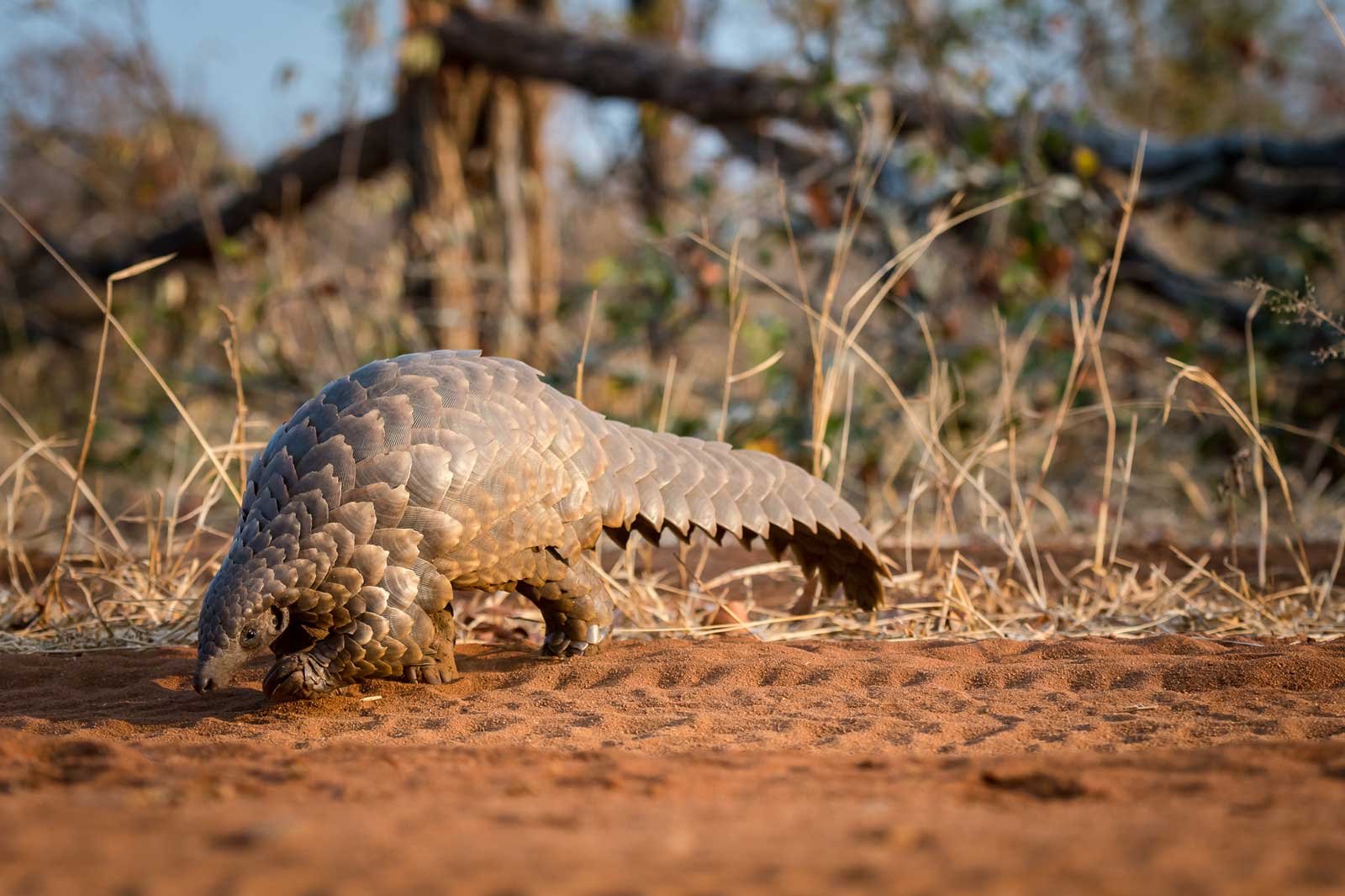 Collection of Photos of Pangolin Sightings in the Greater Kruger1600 x 1066