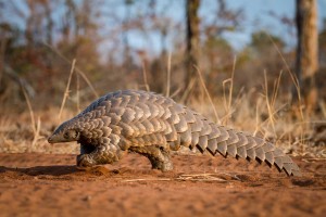 Pangolin in Kruger - Em Gatland