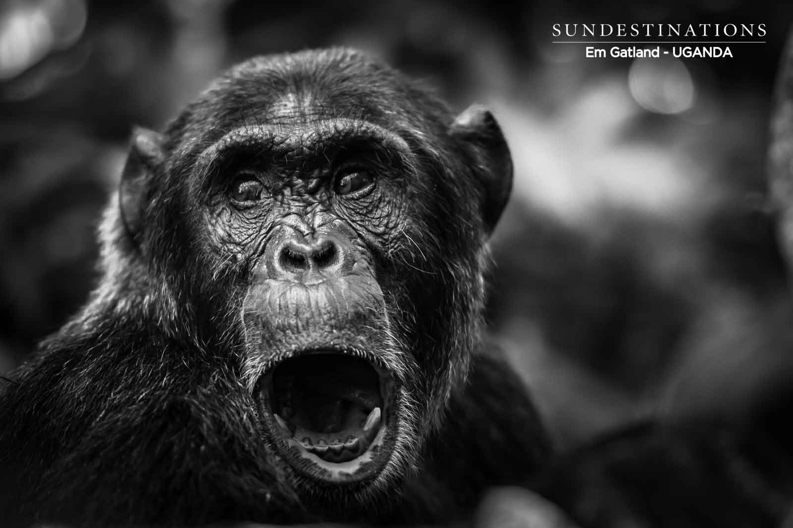 Uganda Chimpanzee Shout