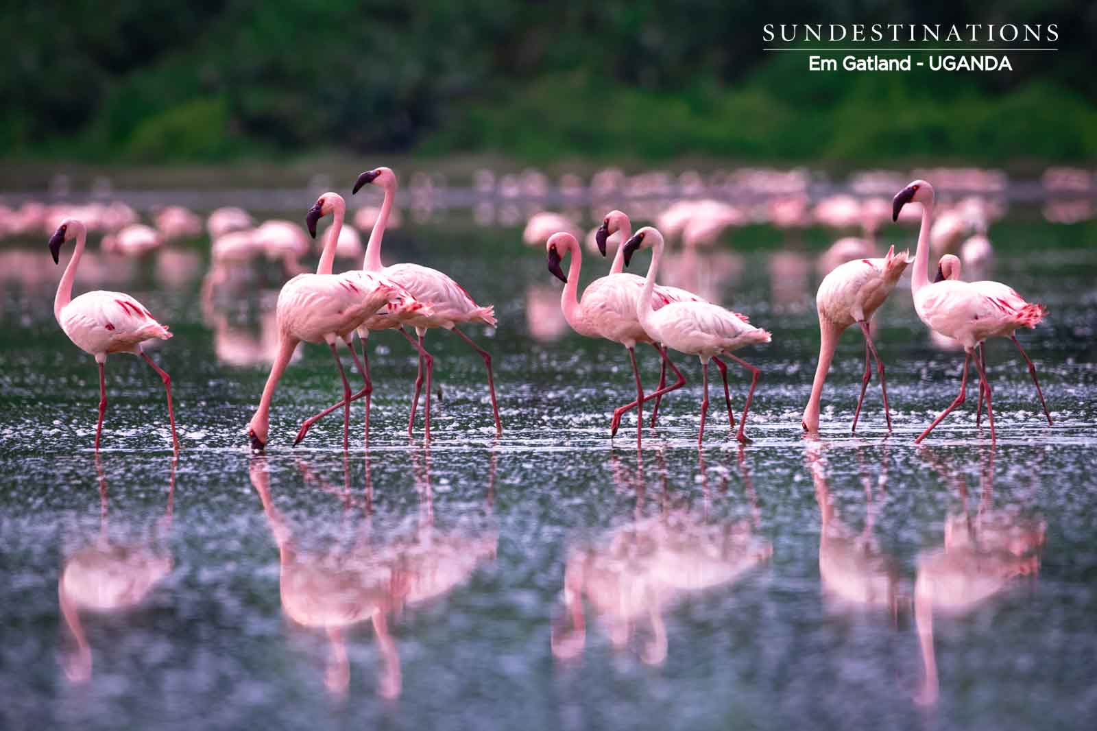 Uganda Flamingo