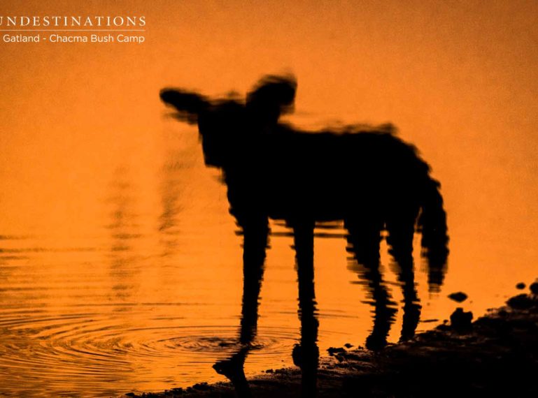 Photographic Portfolio Showcasing Chacma’s African Wild Dogs