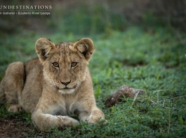 The Machaton male lions sired cubs with the Kudyela lionesses, and successfully increased their genetic bloodline in the Balule. These reigning kings sought to produce offspring to ensure their powerful genetics were passed down through the generations. The lion cubs are often spotted on Ezulwini’s traverse, just bumbling around and patrolling boundaries with the older […]