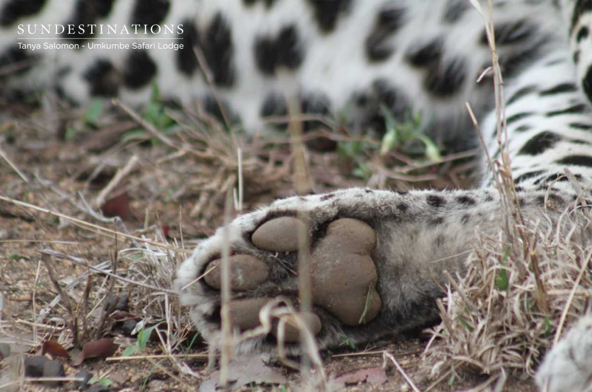 Leopard Paws