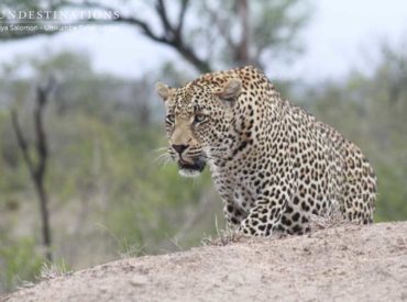 In one corner we have virile and agile youngster Nweti, filled with bravado. In the other corner we have the wise gentleman, Inyathini, filled with experience and stamina. These two testosterone fuelled leopards have declared war, and there’s a prickly tensioned filled atmosphere when we’re in the company of these two contestants. We use the […]