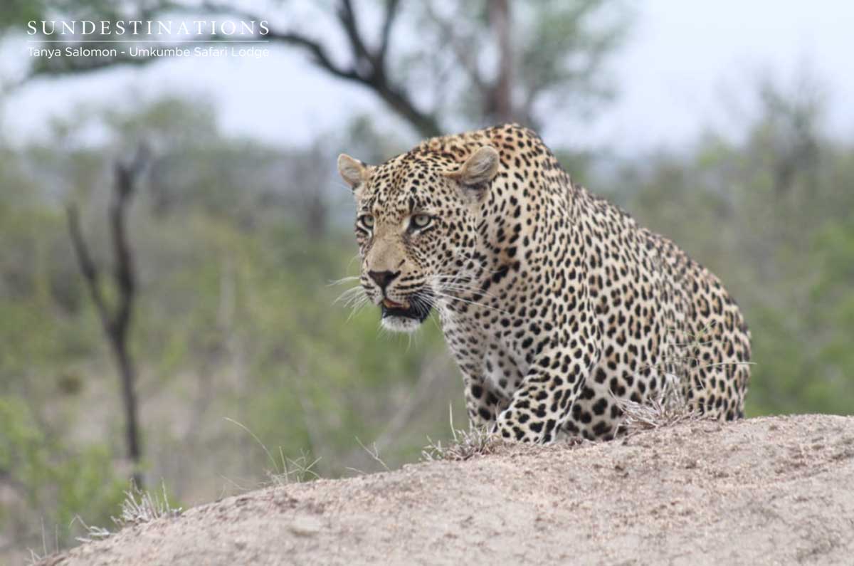 Nweti the Young Male Leopard