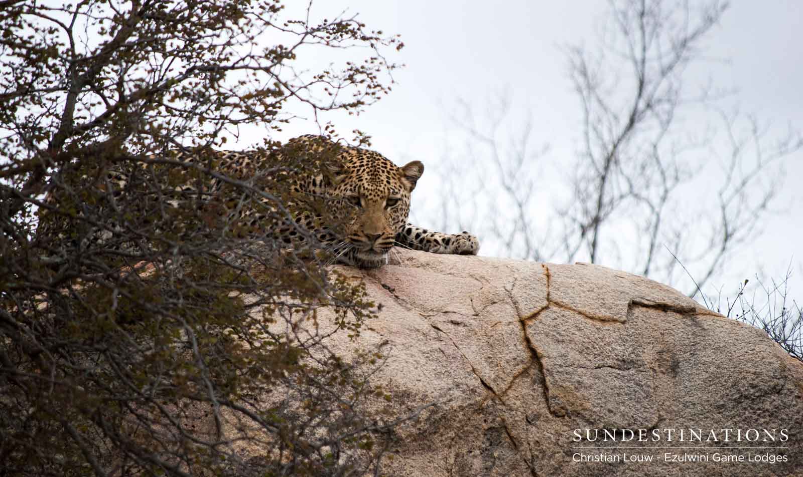 Unknown Leopard at Ezulwini